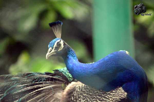 Peacock