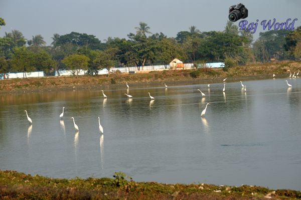 Cranes