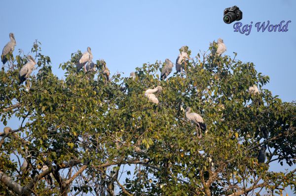 Cranes