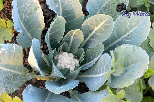 Cauli Flower