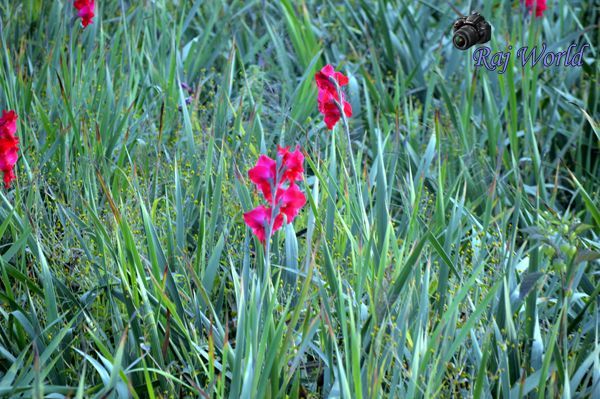 Flowers