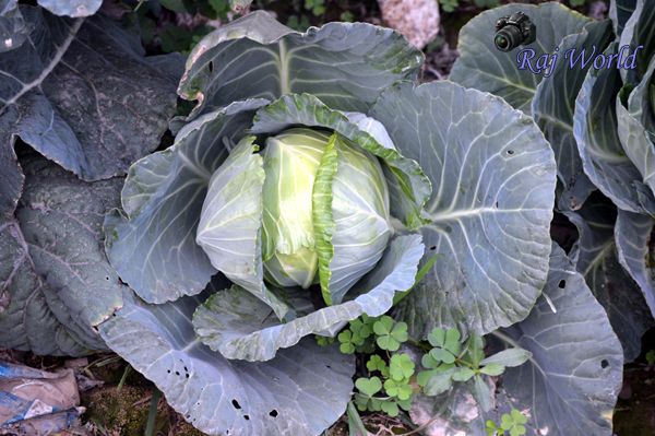 Cabbage