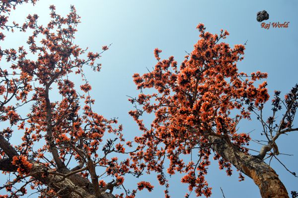 Sacred Tree