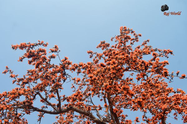 Sacred Tree