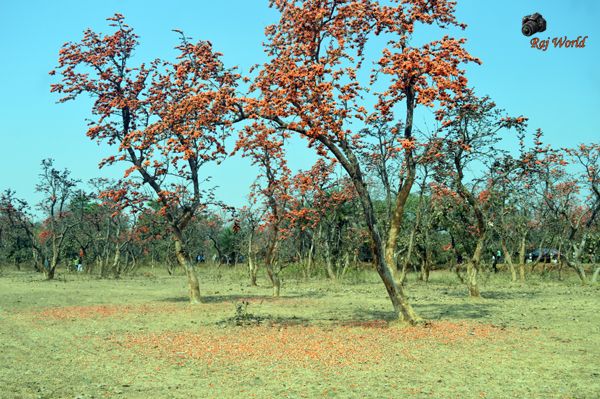 Sacred Tree