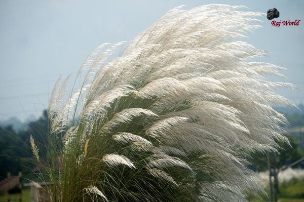 Kans grass