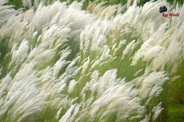 Kans grass