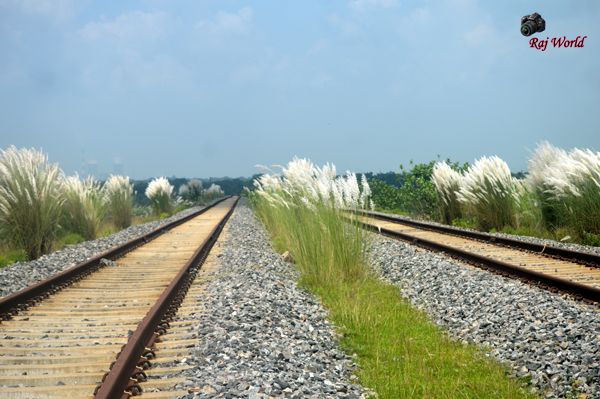 Kans grass