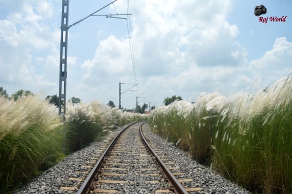 Kans grass