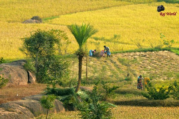 Paddy Field