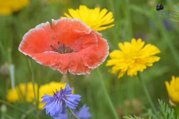 Flowers