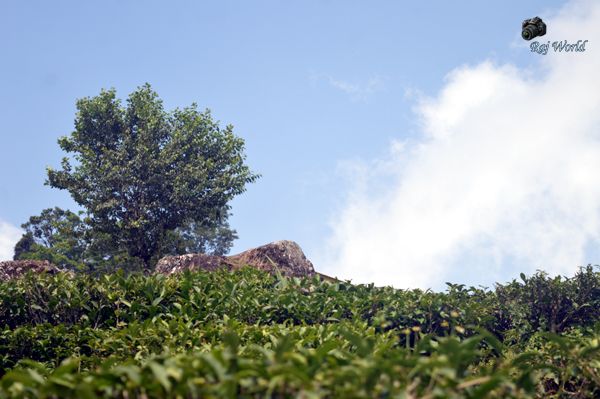 Tea garden