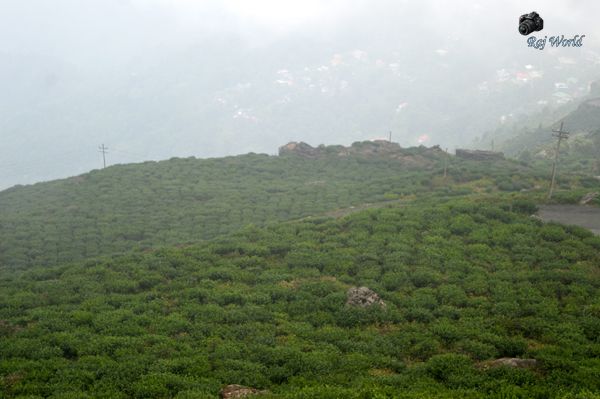 Tea garden