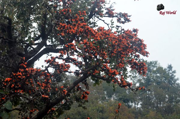 Sacred Tree