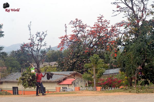 Sacred Tree