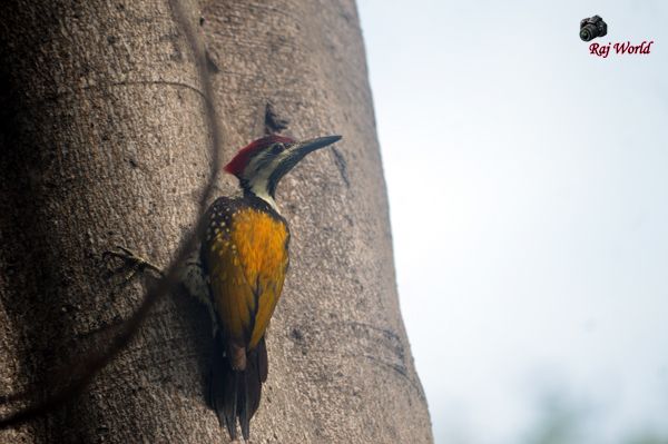 Woodpeckers