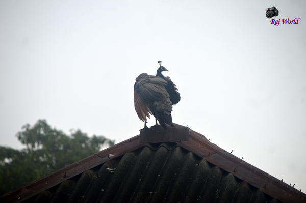 Peacock