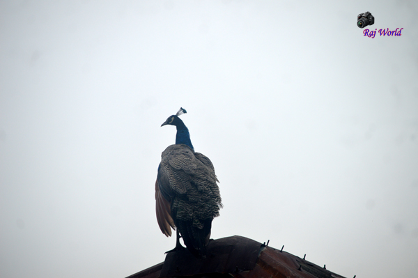 Peacock