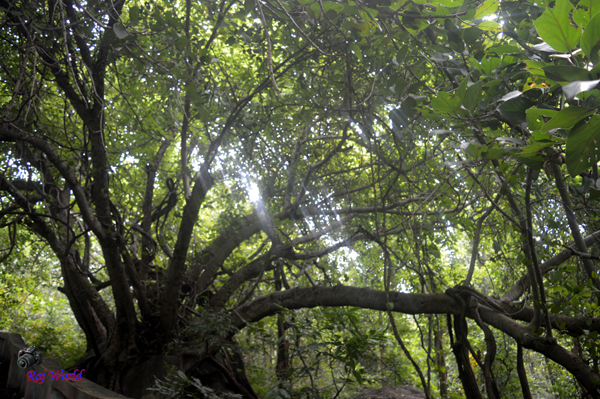 The Great Banyan Tree