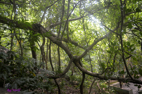 The Great Banyan Tree