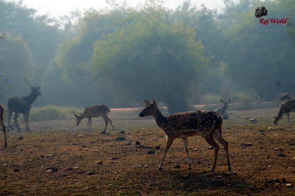 Deer