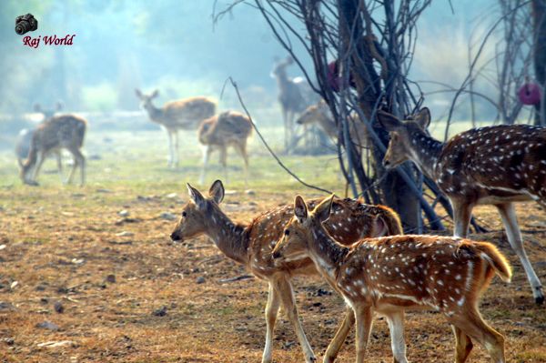 Deer