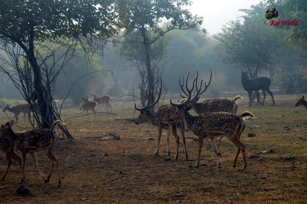 Deer
