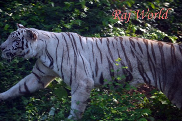 White Tiger