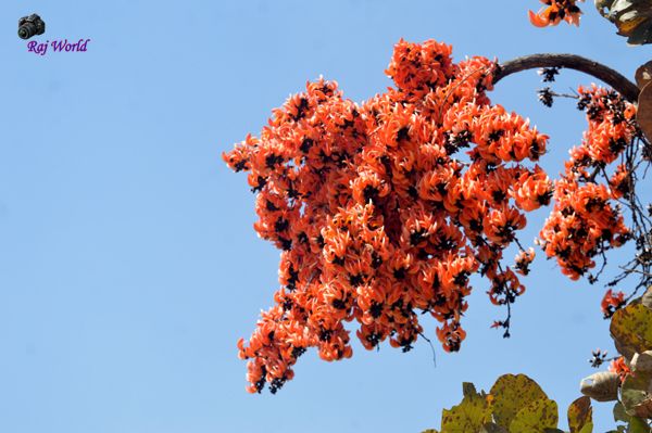 Sacred Tree