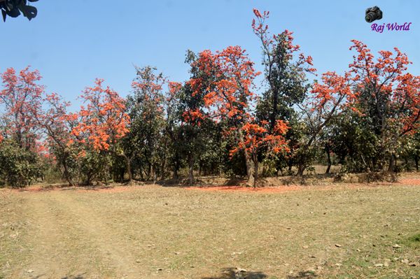 Sacred Tree