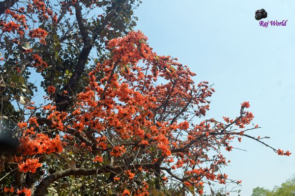 Sacred Tree