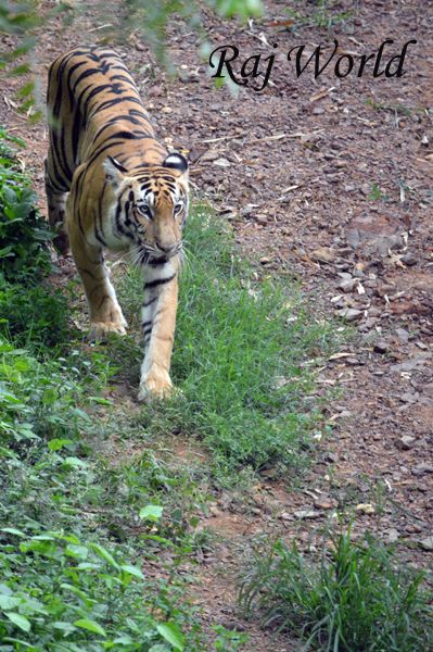 Royal Bengal Tiger