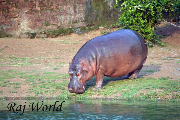 Hippopotamus