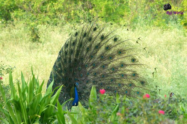 Peacock