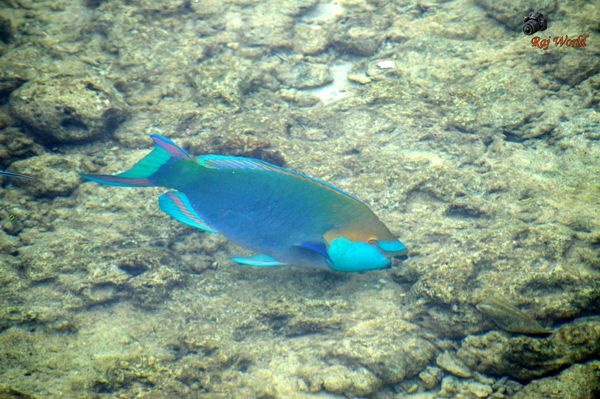 Parrot Fish