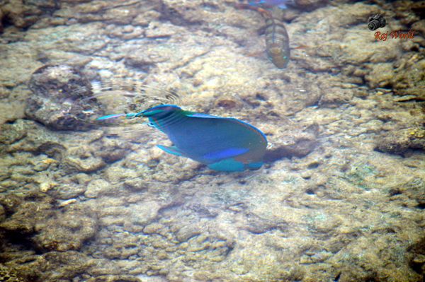 Parrot Fish