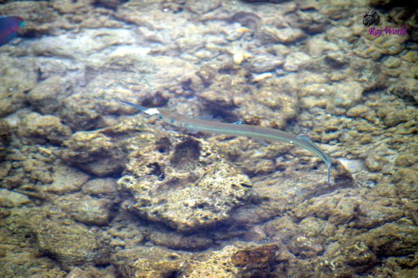 Needle fish