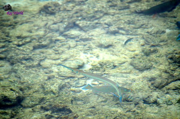 Needle fish