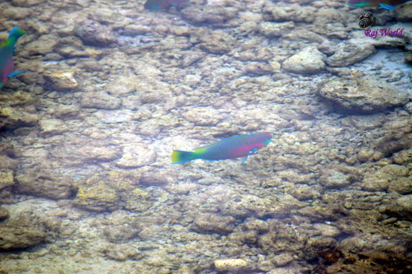 Parrot Fish
