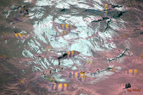 Tropical Fishes