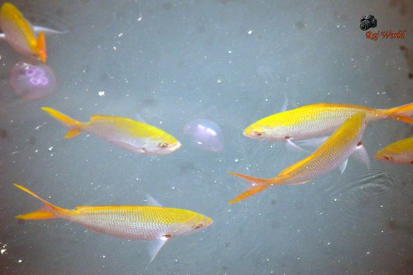 Fishes