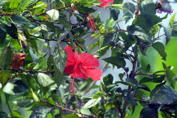 Hibiscus