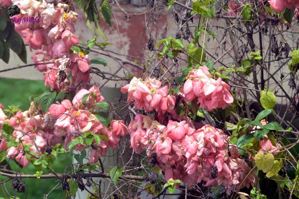Pink Flower