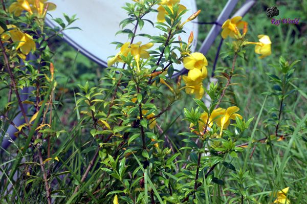 Allamanda Flowers