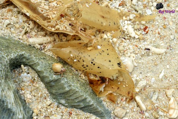Shells
