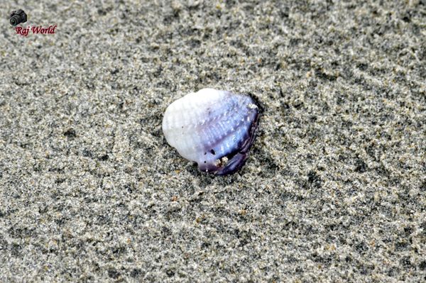 Sea Shell