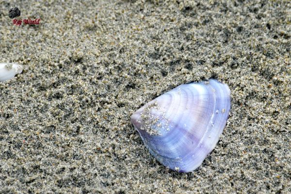 Sea Shell