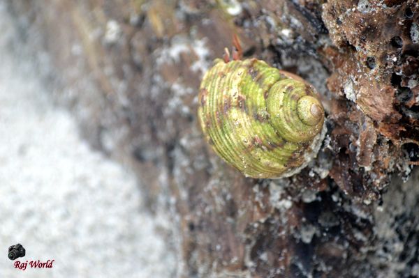 Snail