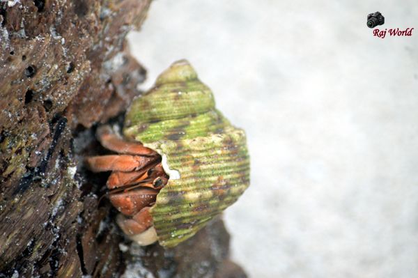 Snail