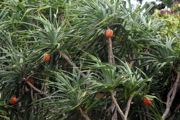 Fruits